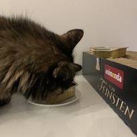 photo de livraison pour Les Chats Libres de Mirepeisset