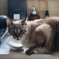 photo de livraison pour Chat de Gout'hier sans Toit