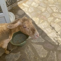 photo de livraison pour Chats Libres de Béziers