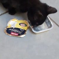 photo de livraison pour Les Chats libres de Fleurance