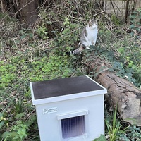 photo de livraison pour Les chats de chez nous