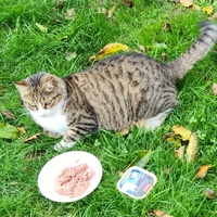 photo de livraison pour École du chat libre du Bocage bressuirais