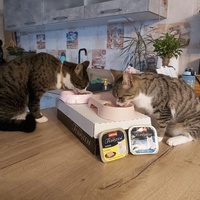 photo de livraison pour Felis Canis Association