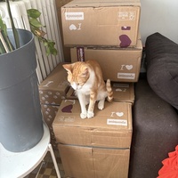 photo de livraison pour Chat Gratouille