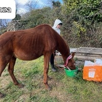 photo de livraison pour La Retraite des Chevaux des Causses