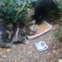 photo de livraison pour Hungry Cats14