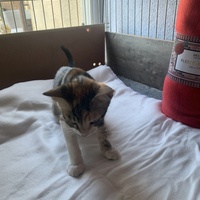 photo de livraison pour Association des Chats Camarguais