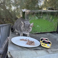 photo de livraison pour Les chats Port-Saint-Louisiens