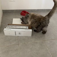 photo de livraison pour Les Chats de Condom 32