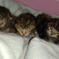 photo de livraison pour Hungry Cats14