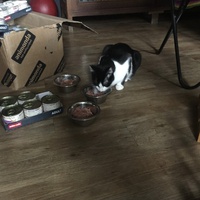 photo de livraison pour Les Chats Libres Condom 32