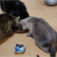 photo de livraison pour Chats Libres des Hauts Cantons de l'Hérault