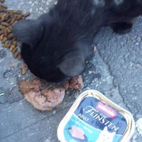 photo de livraison pour Les Chats-Pitresdelavi-Ste