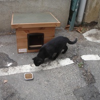 photo de livraison pour Bien vivre avec les Chats Sallélois