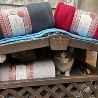 photo de livraison pour Rescapés de l'Enfer