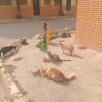 photo de livraison pour Comme Chiens et Chats Maroc