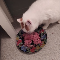 photo de livraison pour Protect Cat