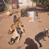 photo de livraison pour Help Adopt Moroccan Animals