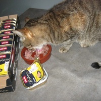 photo de livraison pour Au Bonheur des Chats Libres