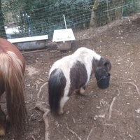 photo de livraison pour Ulyan