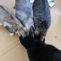 photo de livraison pour Chats Libres des Hauts Cantons de l'Hérault
