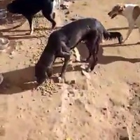 photo de livraison pour Comme Chiens et Chats Maroc