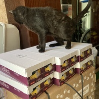 photo de livraison pour STREET CATS