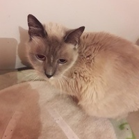 photo de livraison pour Les Amis de Michouette
