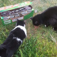 photo de livraison pour Les chats Port-Saint-Louisiens