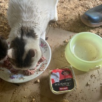 photo de livraison pour Les Chats De QUEAUX