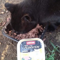 photo de livraison pour Les Chats-Pitresdelavi-Ste