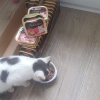 photo de livraison pour Stérilcat 80