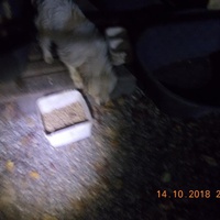 photo de livraison pour Pro Animals Finland ry