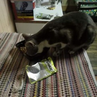 photo de livraison pour L'Arche de Marie - Mes Amours de Chats