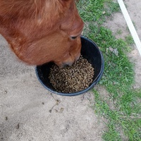 photo de livraison pour Chevaux Murmurent