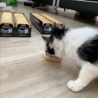 photo de livraison pour Les Chatoyants