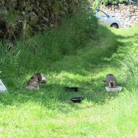 photo de livraison pour Jardin des Chats