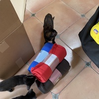 photo de livraison pour Les Chats de Condom 32