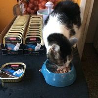 photo de livraison pour Les chats de l'Indifférence