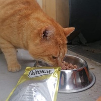 photo de livraison pour Castel Cats