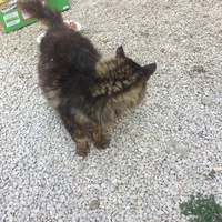photo de livraison pour Ecole du Chat des Alpilles