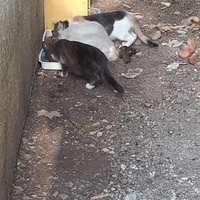photo de livraison pour Chats Oubliés