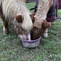 photo de livraison pour Les Chevaux d'Elo