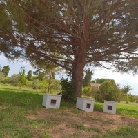 photo de livraison pour STREET CATS