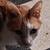 photo animal