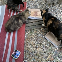 photo de livraison pour Les chats de chez nous