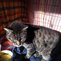 photo de livraison pour Amicale Chats