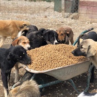 photo de livraison pour Animals voice Macedonia