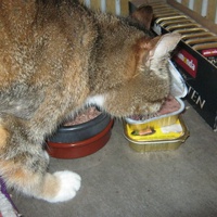photo de livraison pour Au Bonheur des Chats Libres