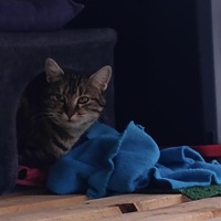 photo de livraison pour Les Chats Perchés de Mirmande